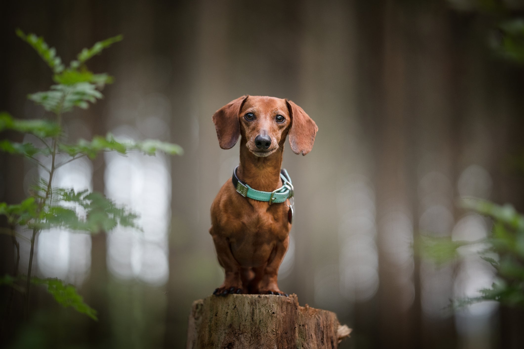 Cachorro "salsichinha" posa em cima de pedaço cortado de árvore