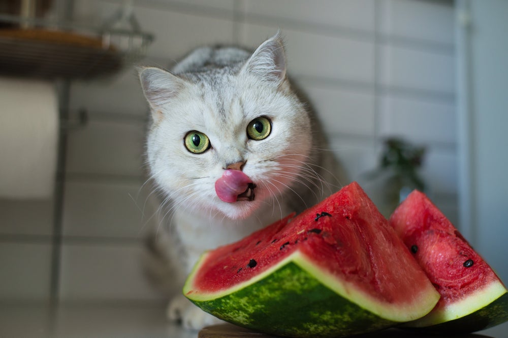 imunidade do gato: gato comendo melancia
