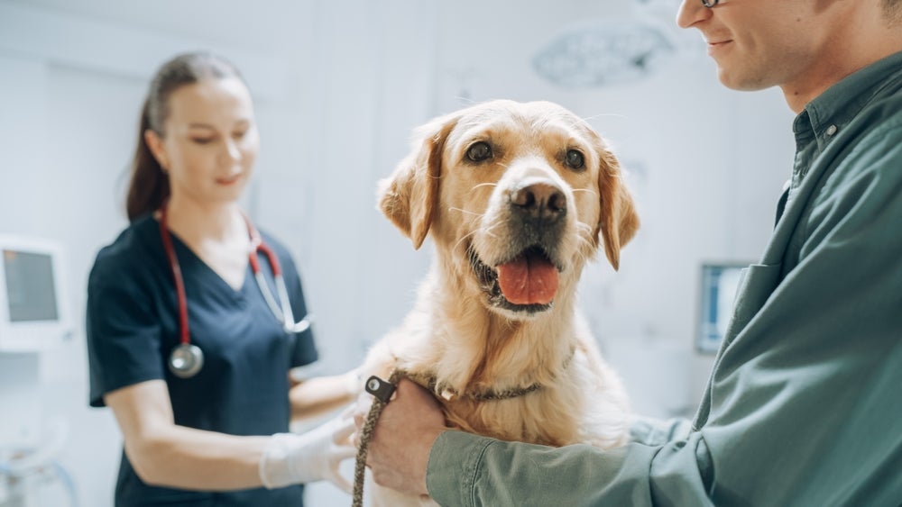 infarto em cachorro: cão no veterinário