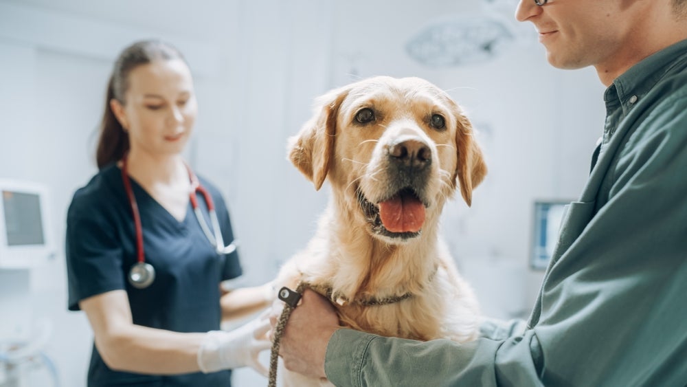 infarto em cachorro: cão no veterinário