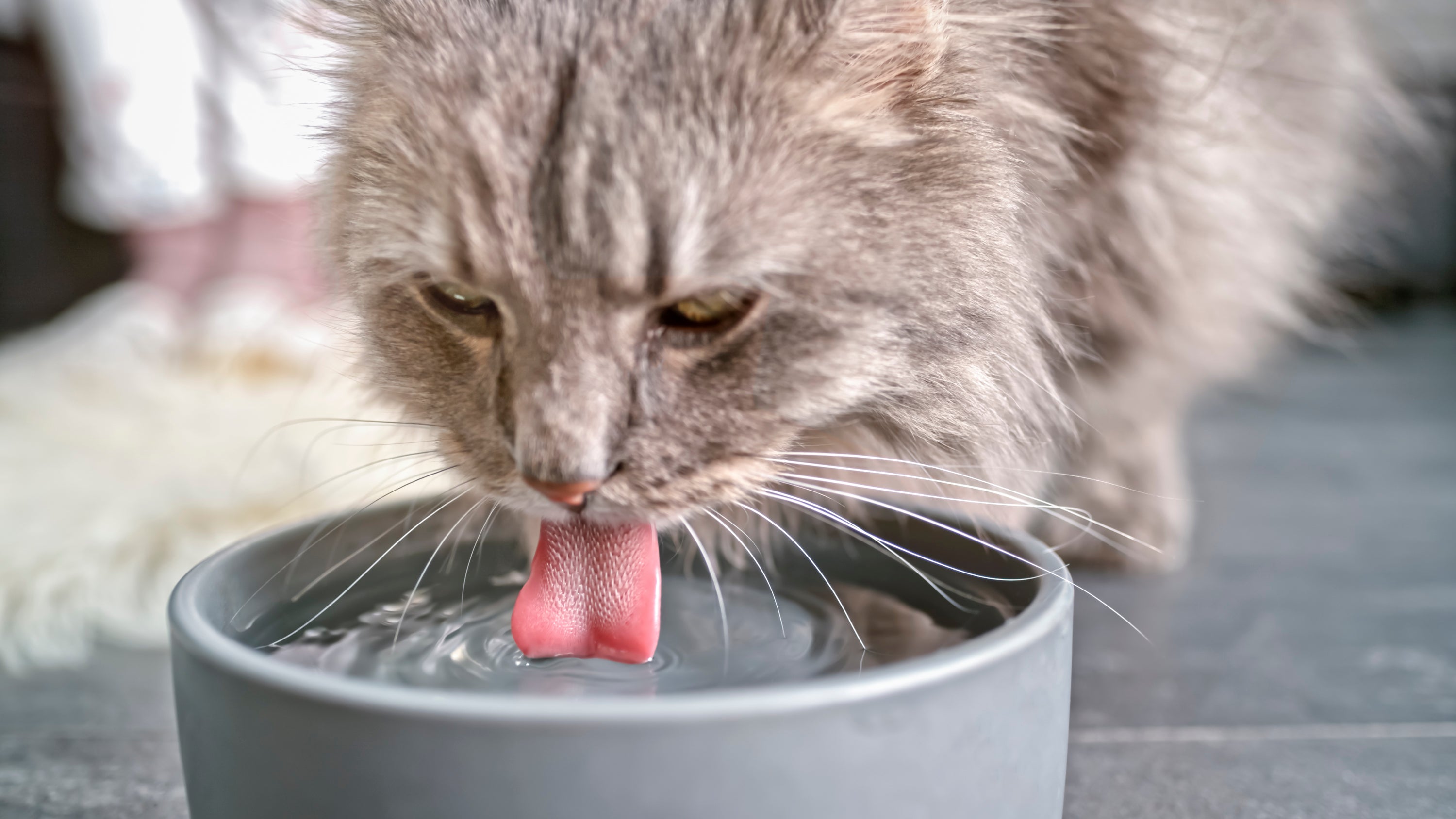Gato cinza bebendo água em pote com língua aparente
