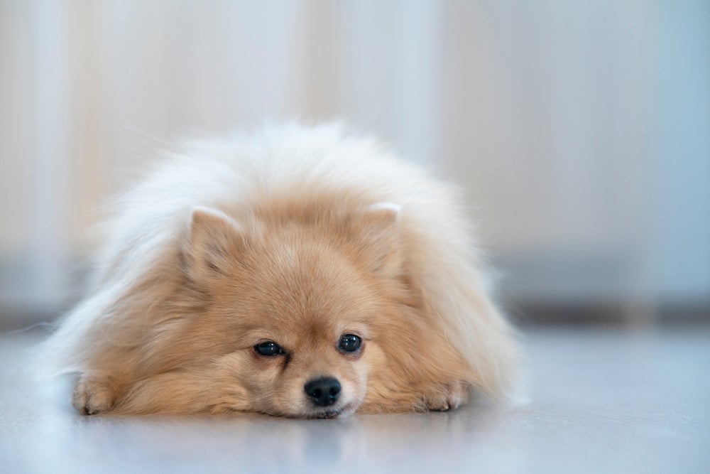 insuficiência renal em cães: cachorro deitado no chão