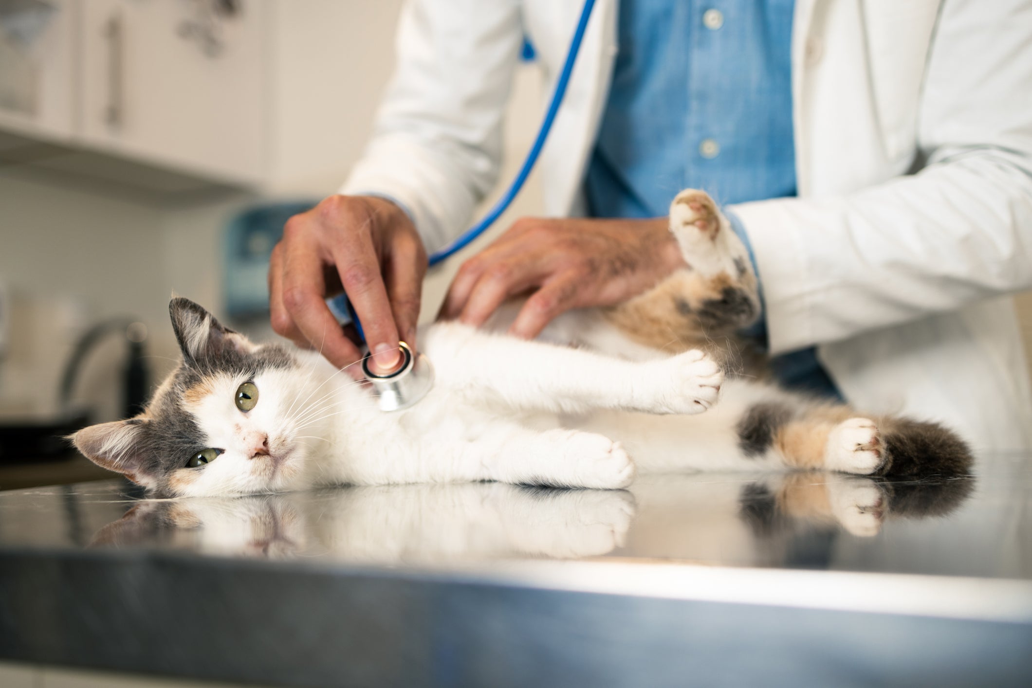 Gato sendo examinado por veterinário em consultório