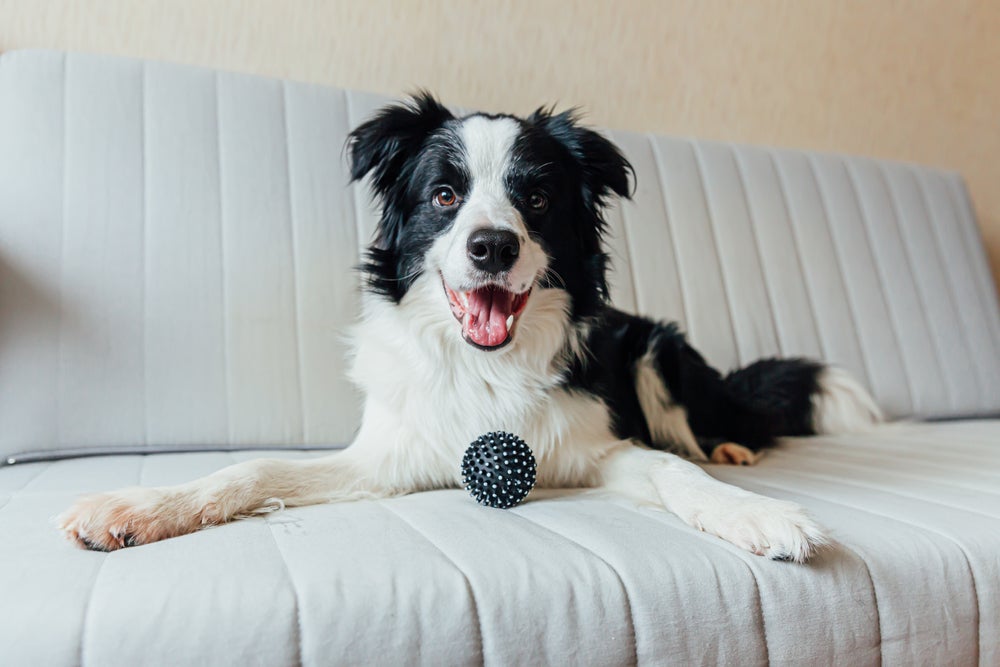 inteligência canina: cachorro border collie brincando no sofá