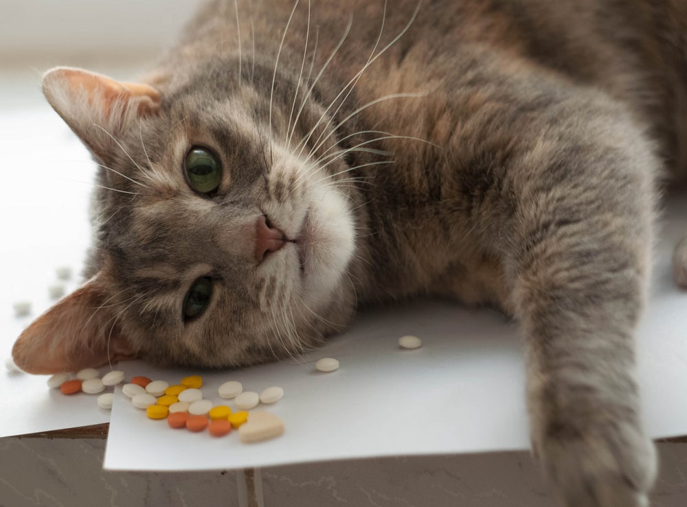 gato deitado ao lado de várias pílulas de remédio
