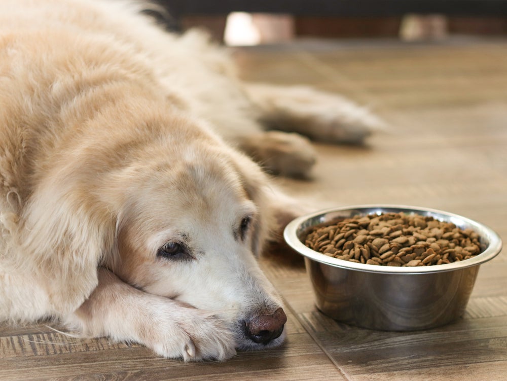 intoxicação alimentar em cachorro: cão do lado do pote de comida