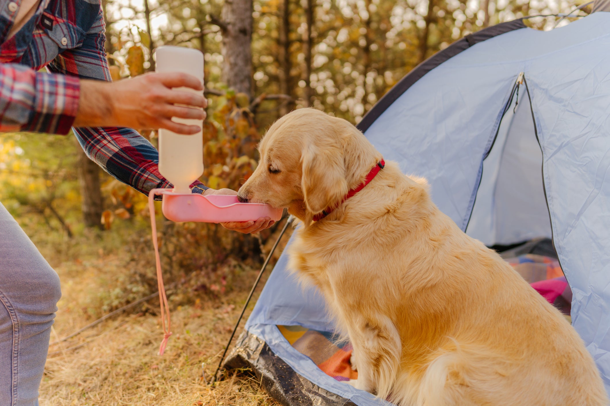 Cachorro grande amarelo bebendo água na mão de tutor em acampamento