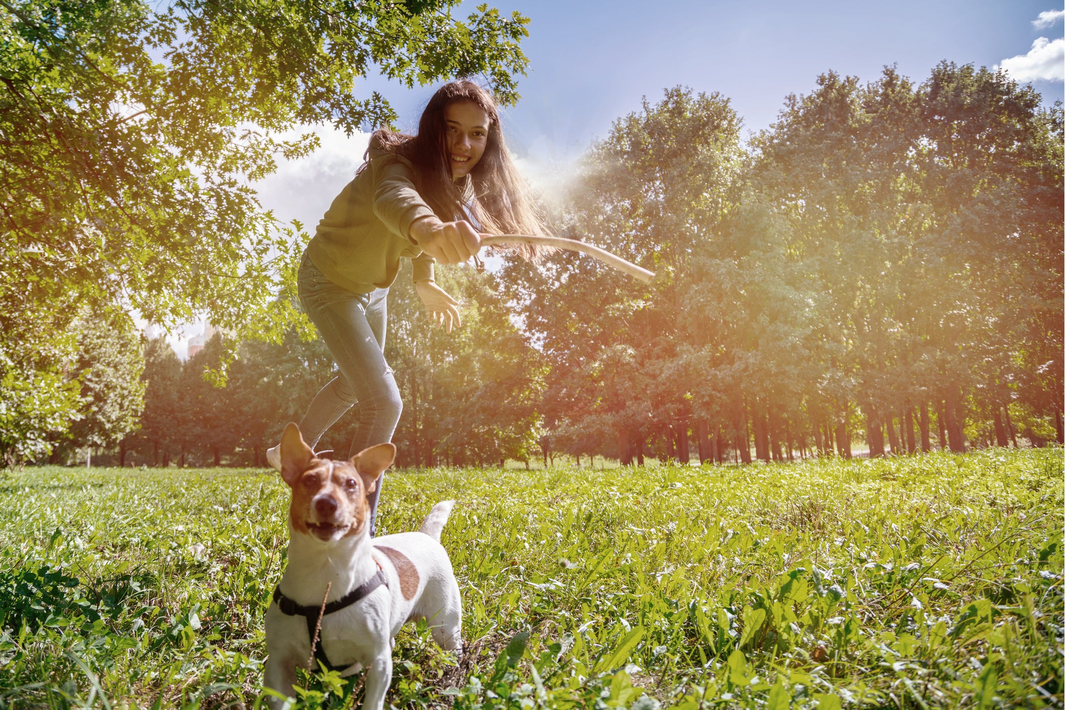 Tutora brincando com cão Jack Russell Terrier na natureza