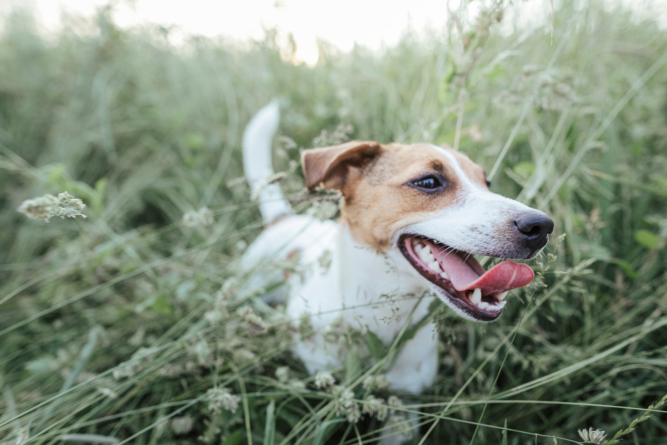 Cão Jack Russell Terrier correndo no mato