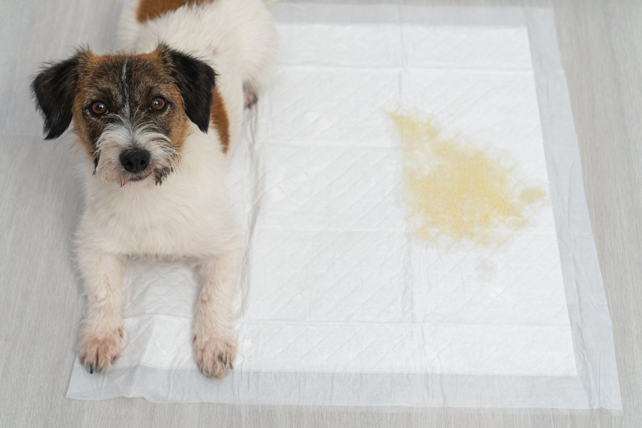 Cachorro deitado em tapete higiênico após urinar nele 