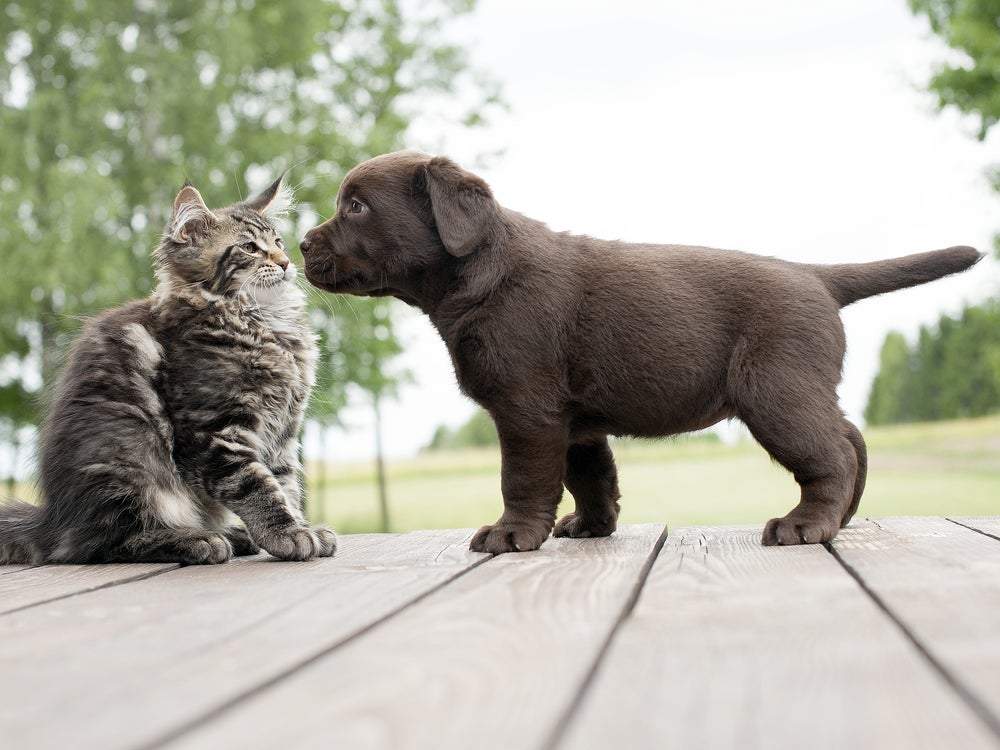 julho dourado: cachorro e gato se olhando