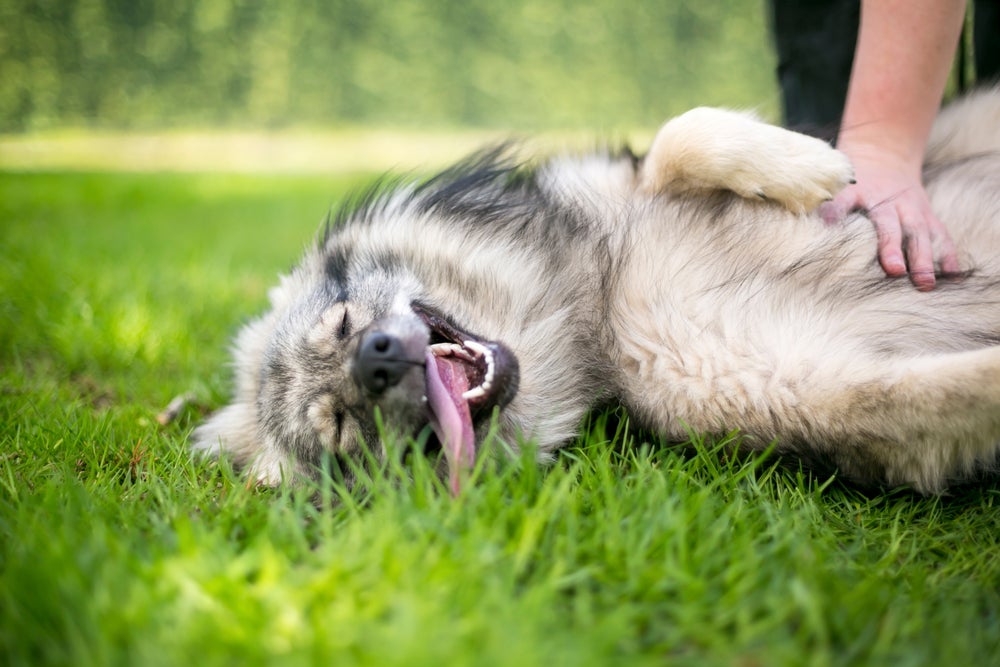 cachorro keeshond deitado na grama com língua de fora