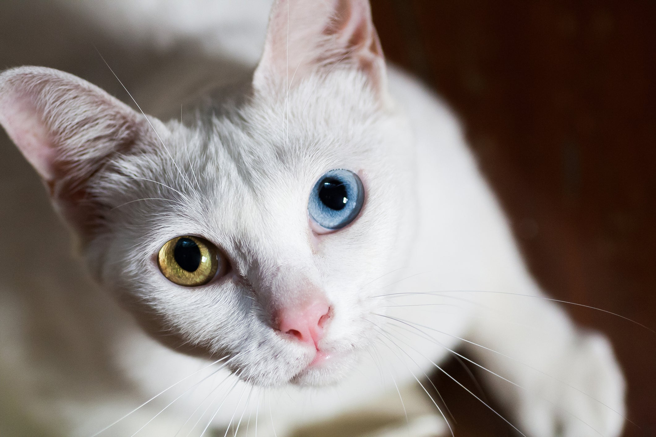 Gato Khao Manee branco olhando para cima com seus olhos verde e azul