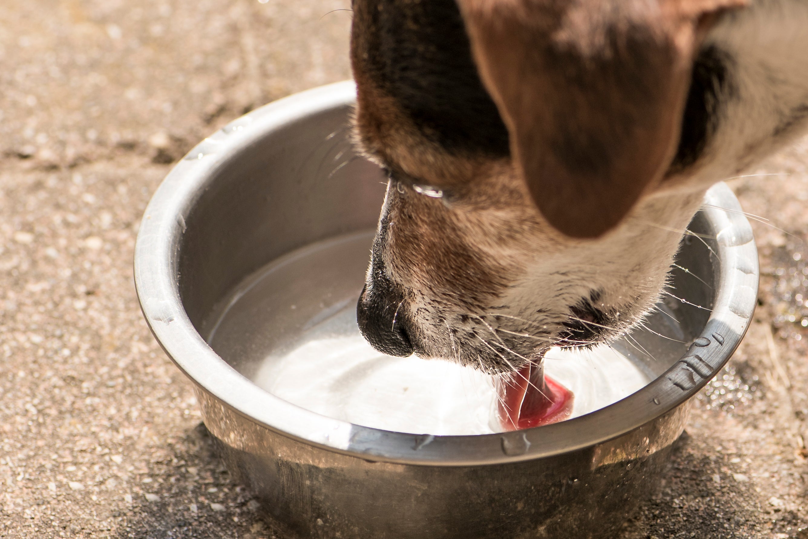 cachorro bebendo água em um pote de inox