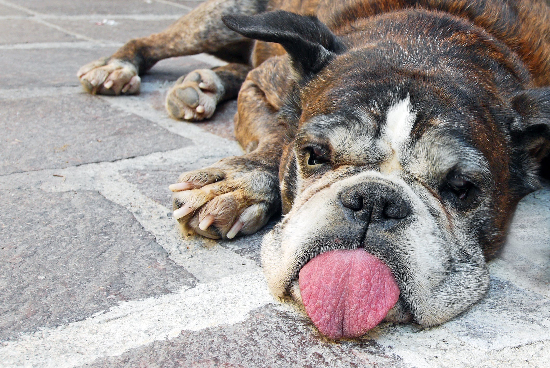 cachorro boxer idoso deitado com a língua para fora