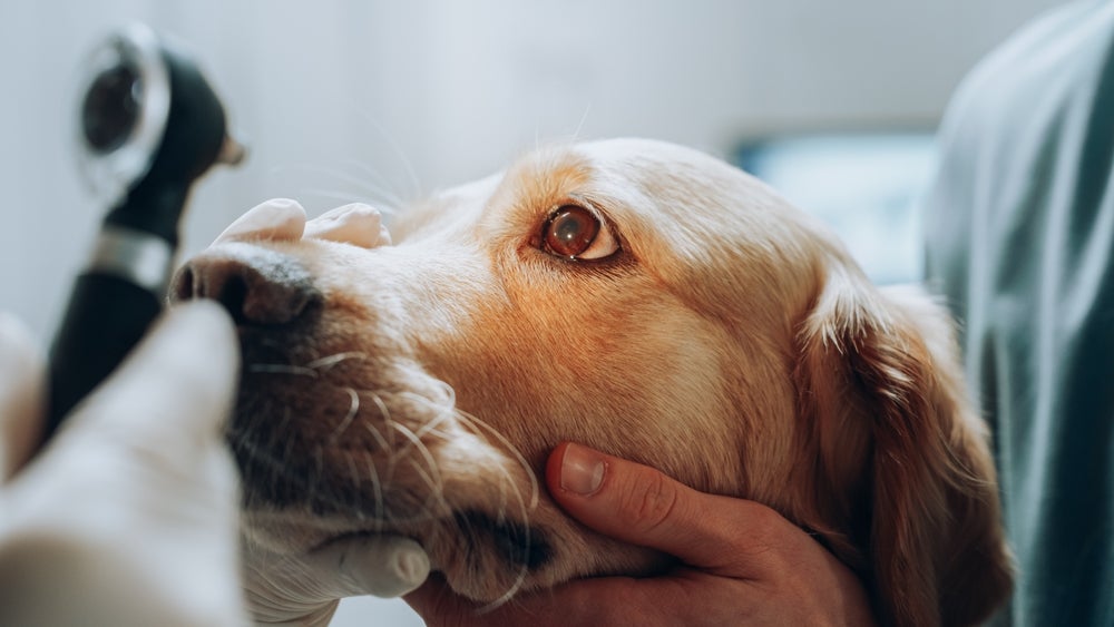 lágrima ácida em cães: olho de cachorro sendo examinado pelo médico