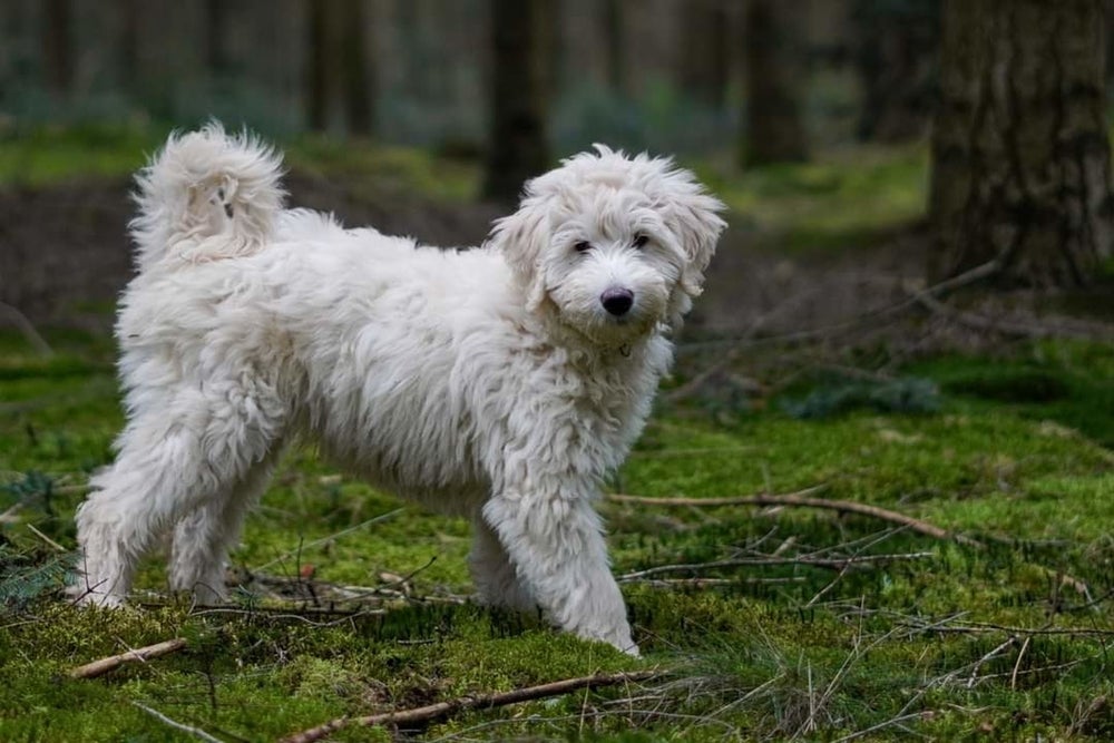 cachorro labradoodle na grama