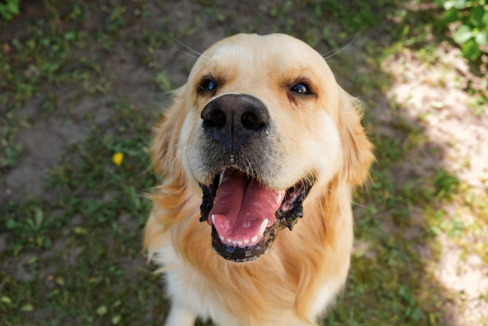 cachorro labrador sorrindo