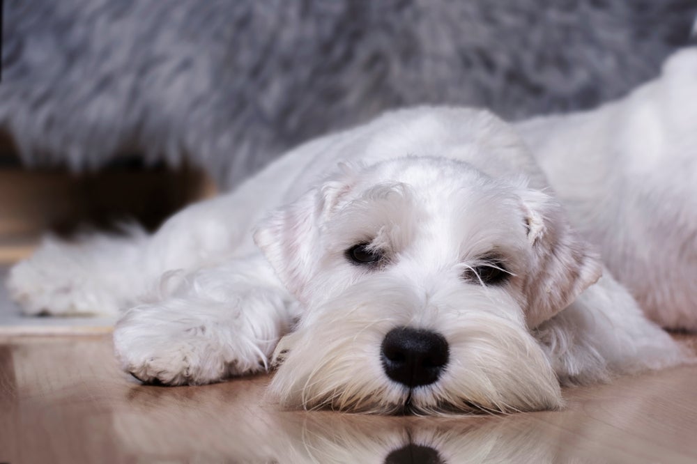 lama biliar em cães: cachorro deitado no chão