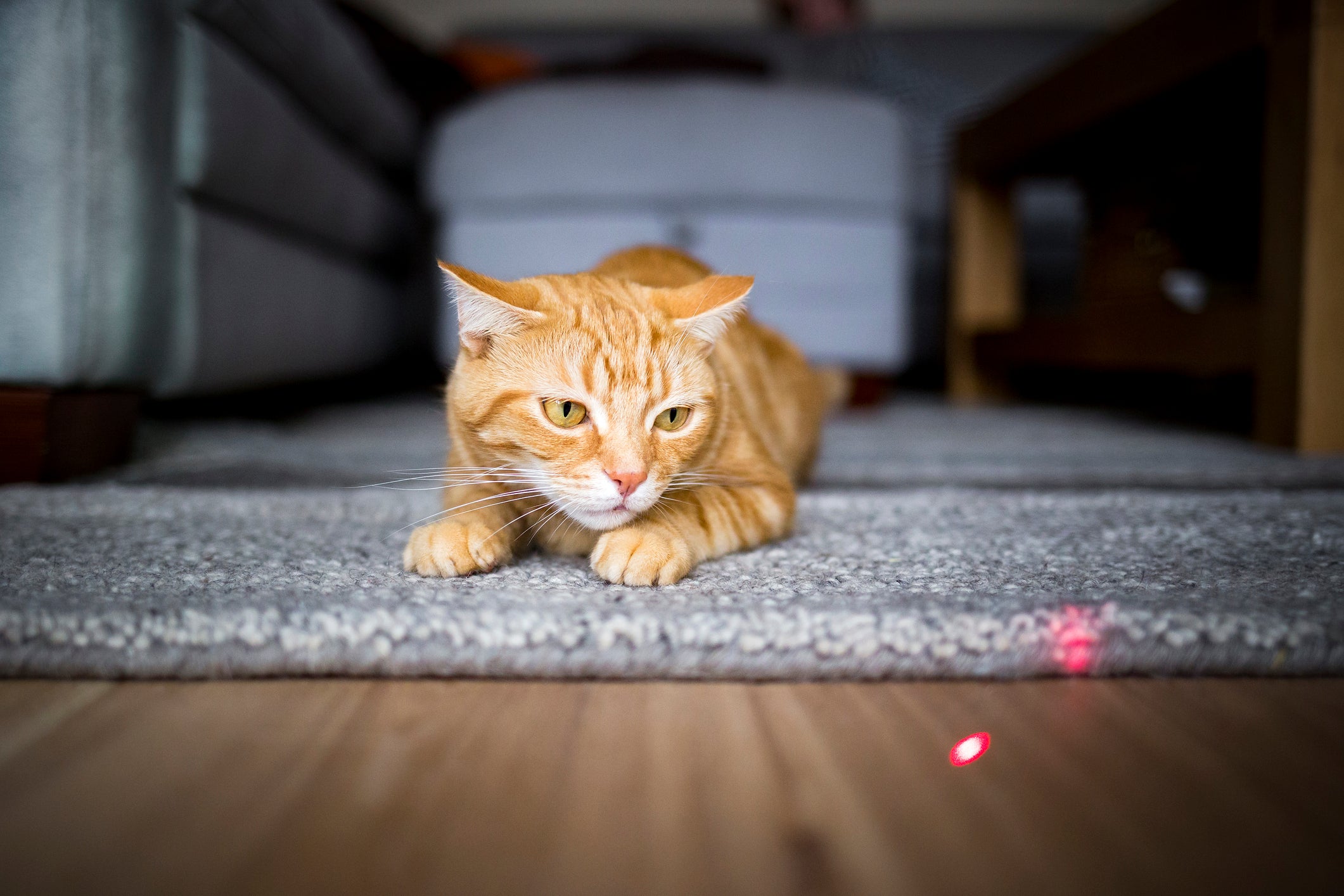 Gato concentrado olhando luz de laser no chão