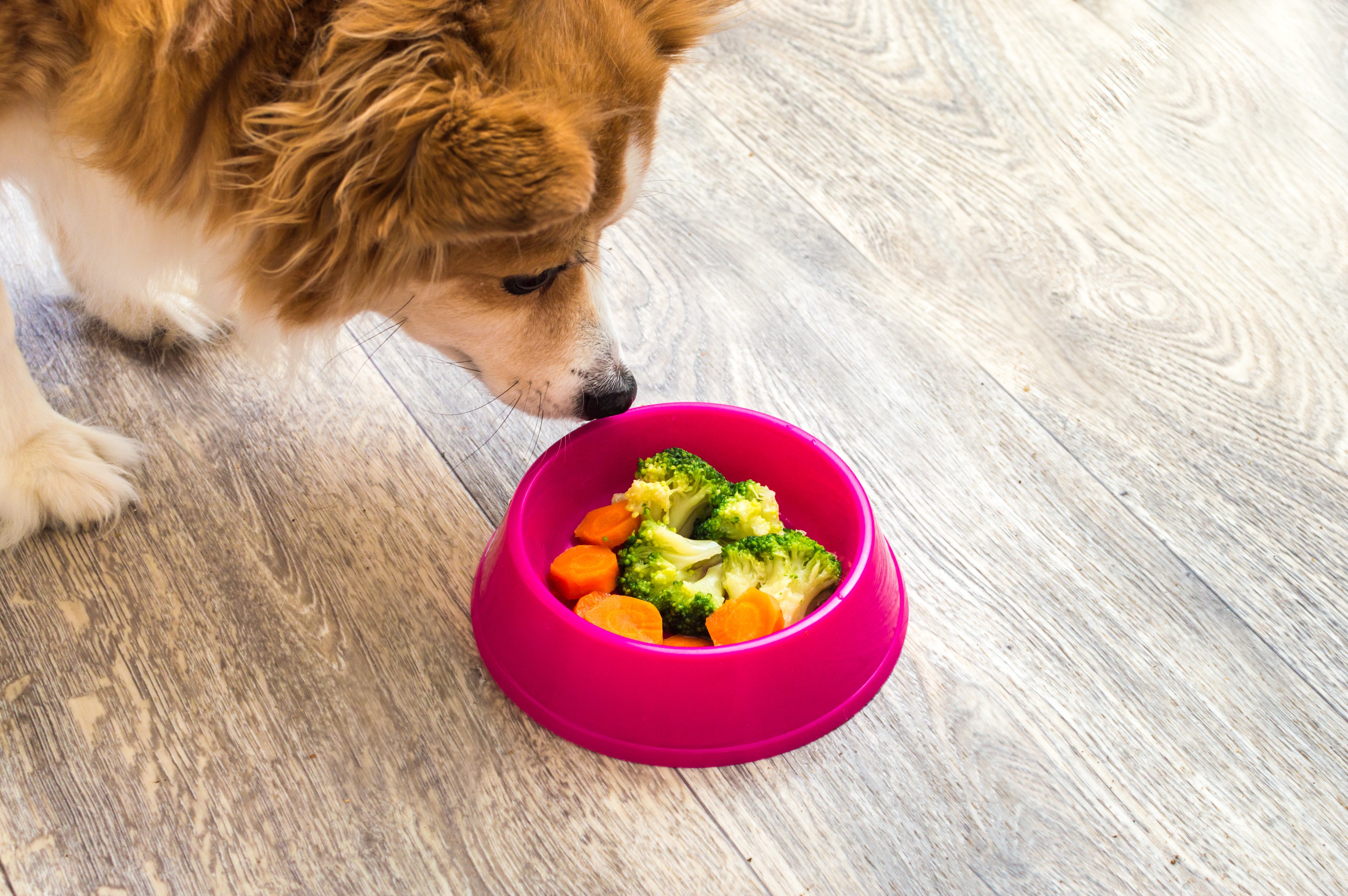 Cachorro comendo brócolis e cenoura no potinho de ração