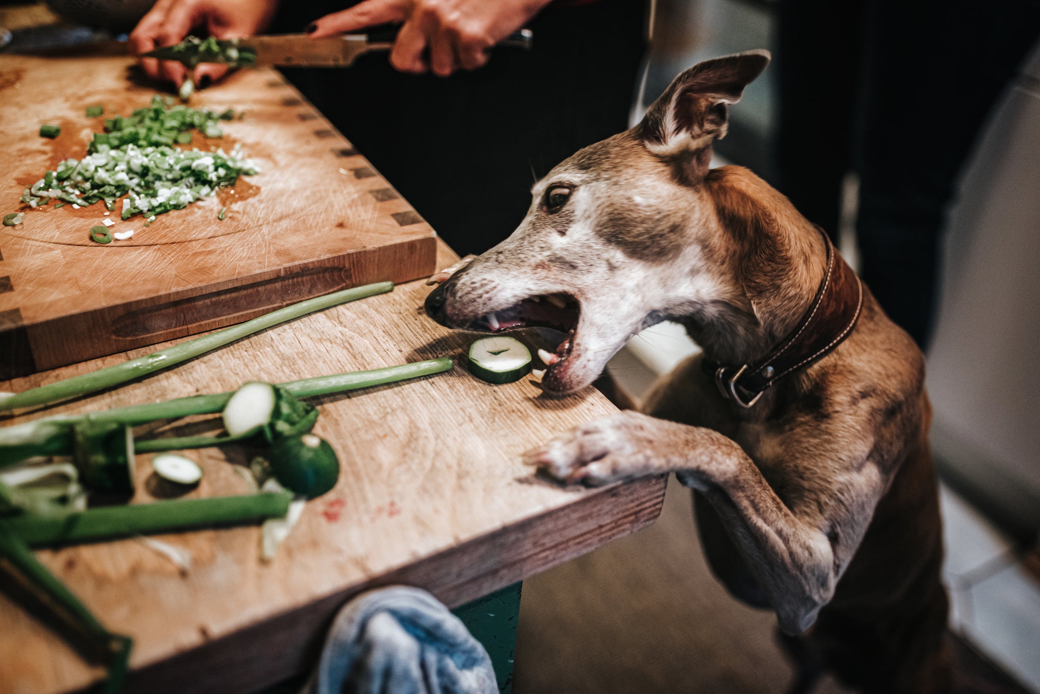 cachorro pegando um pepino em cima da mesa