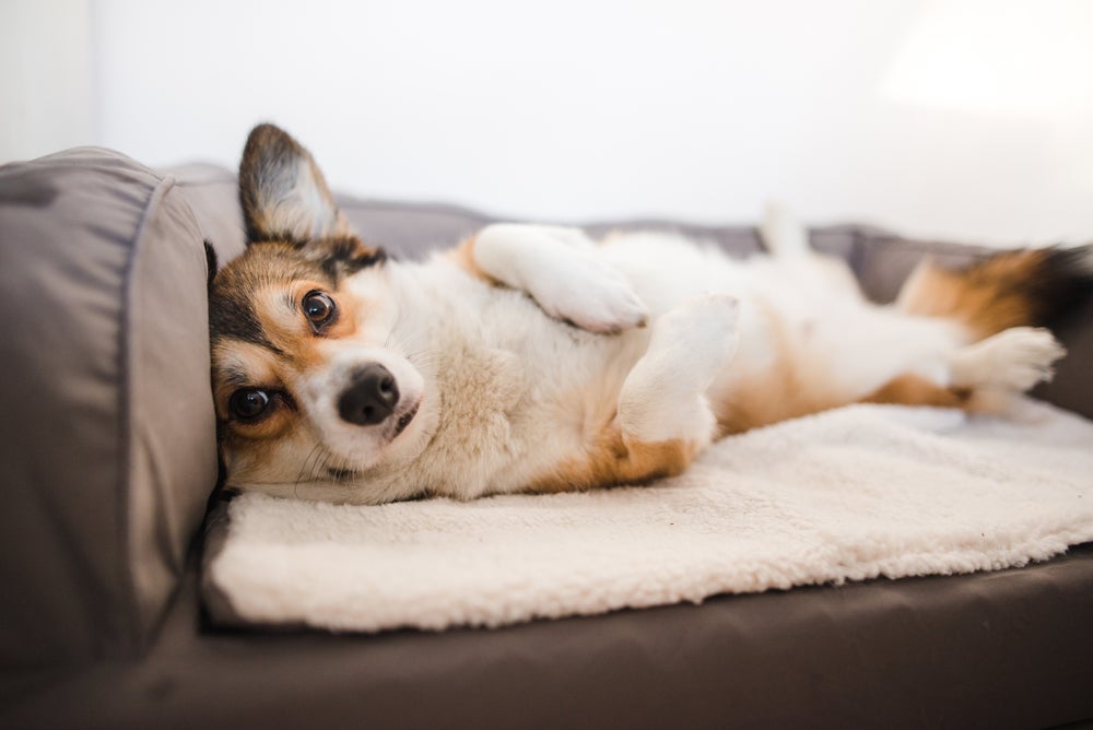 leishmaniose canina: cachorro deitado no sofá