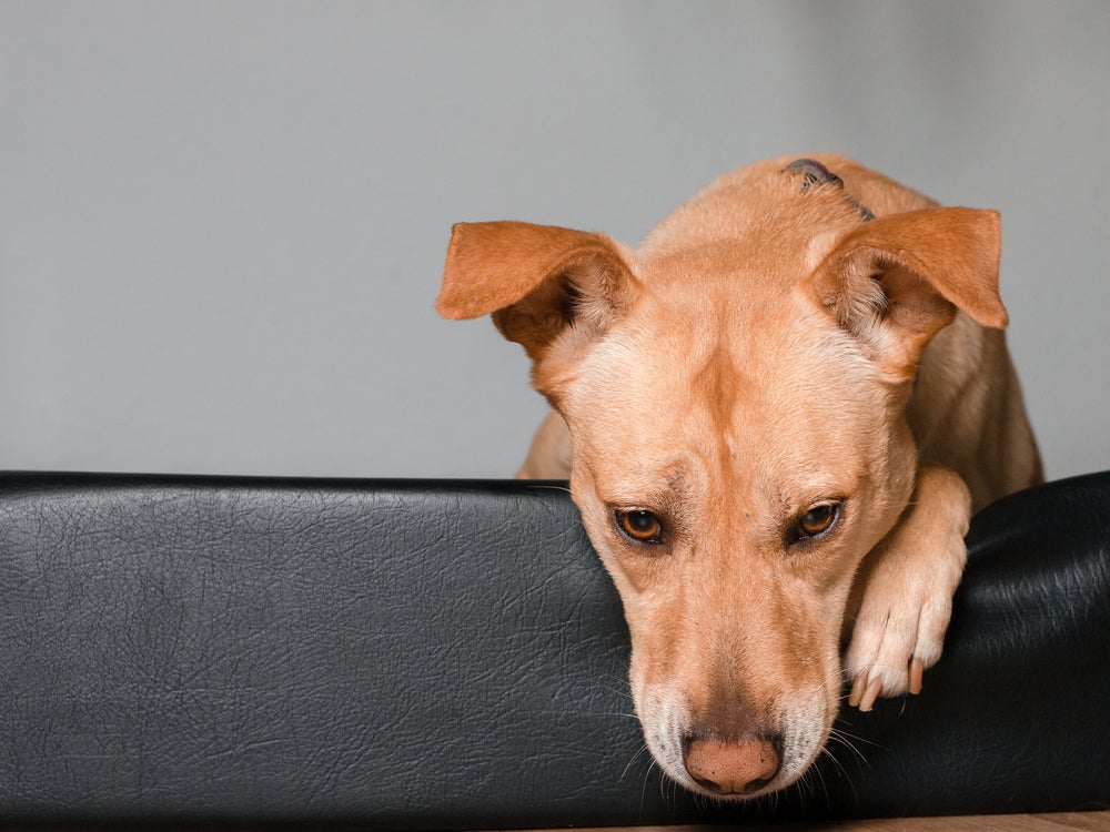 leishmaniose visceral canina: cachorro doente em cima do sofá