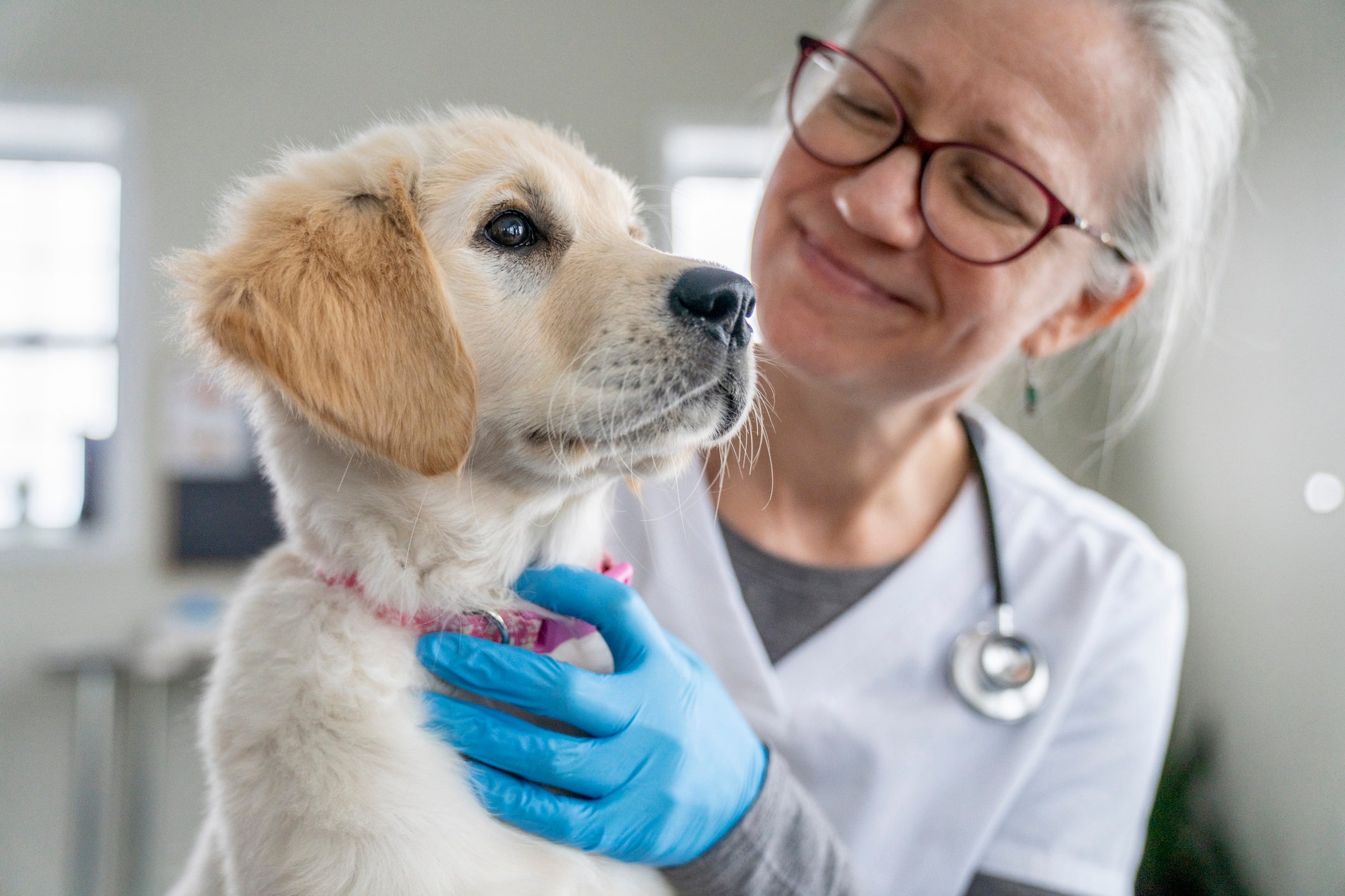 Cachorro sendo cuidado e observado por veterinária em consultório
