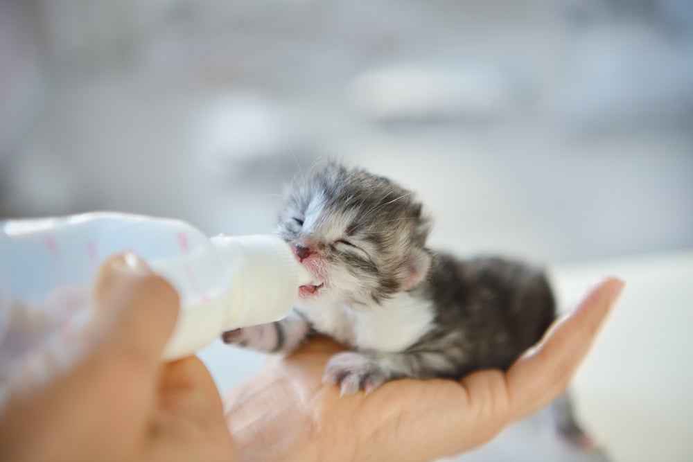 Leite artificial para gatos sendo oferecido na mamadeira para filhote recém-nascido 