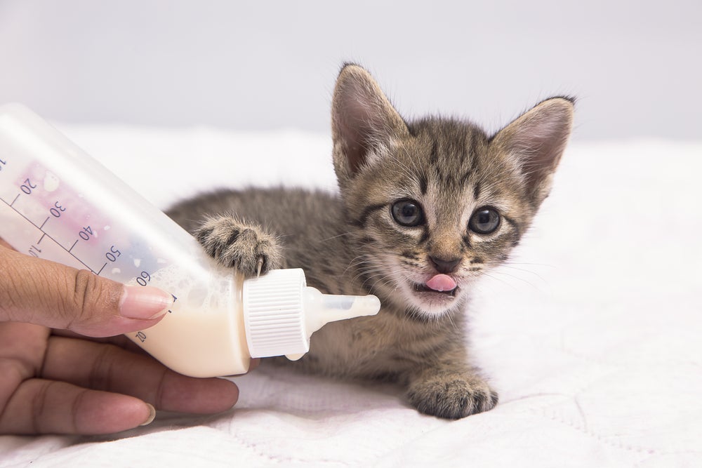 Pessoa dando leite na mamadeira para filhote de gato recém-nascido