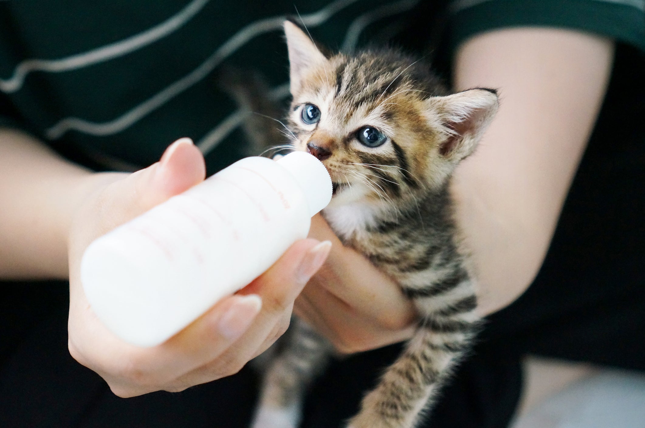 pessoa dando leite para gato filhote na mamadeira