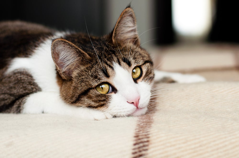 leptospirose em gatos: gato doente