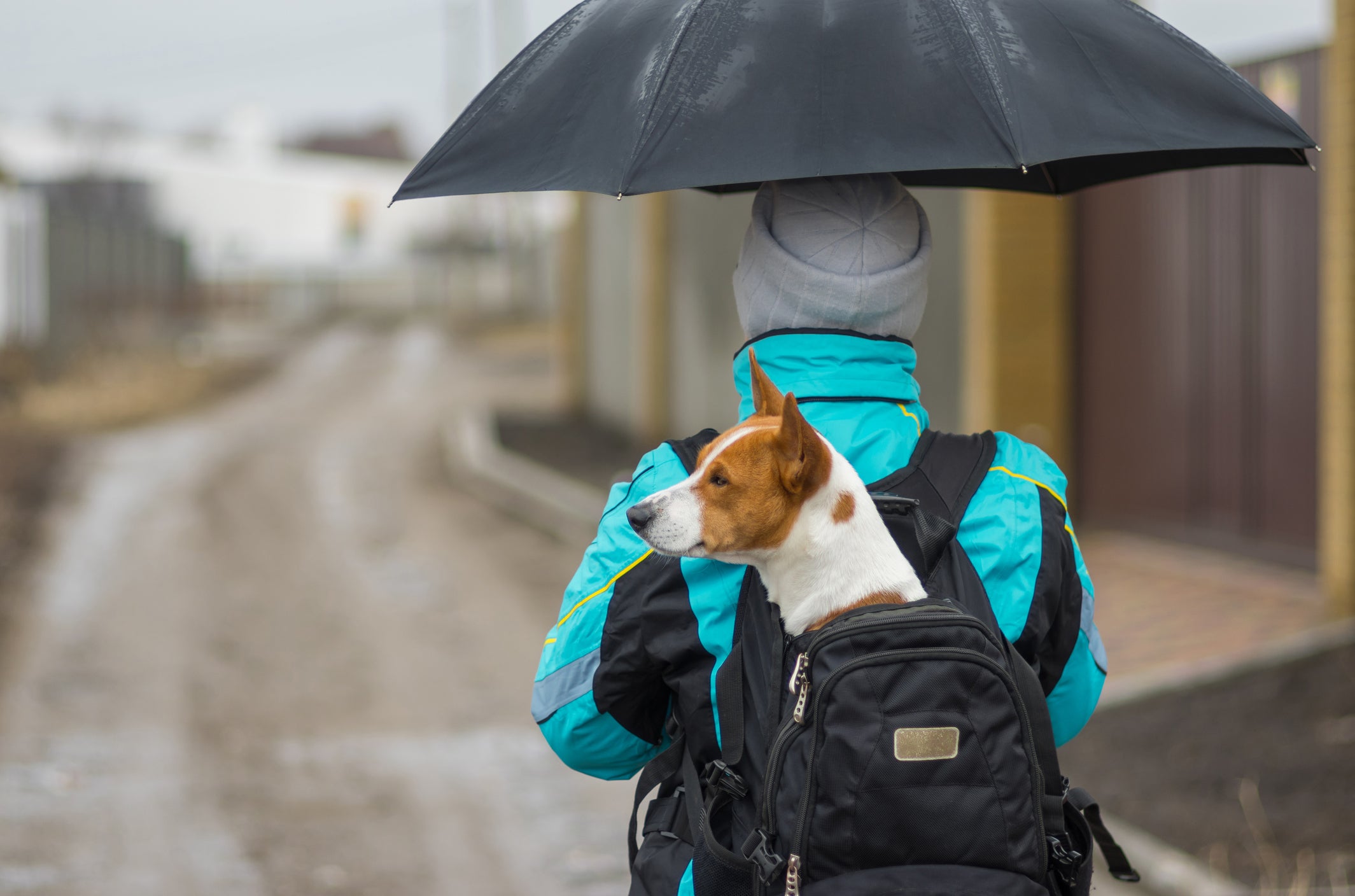 Cachorro dentro de mochila, protegido da chuva por guarda-chuva