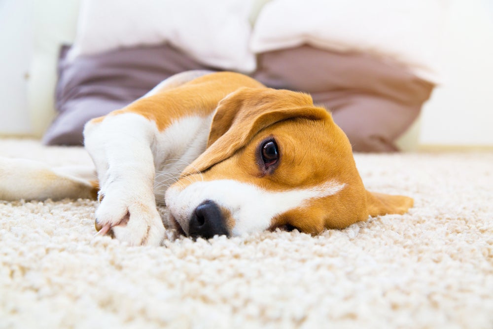 leucemia em cães: cachorro deitado no tapete cansado
