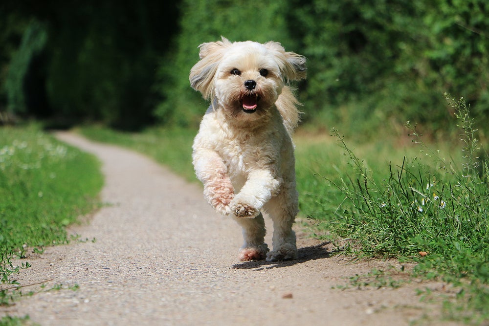 cachorro lhasa apso correndo