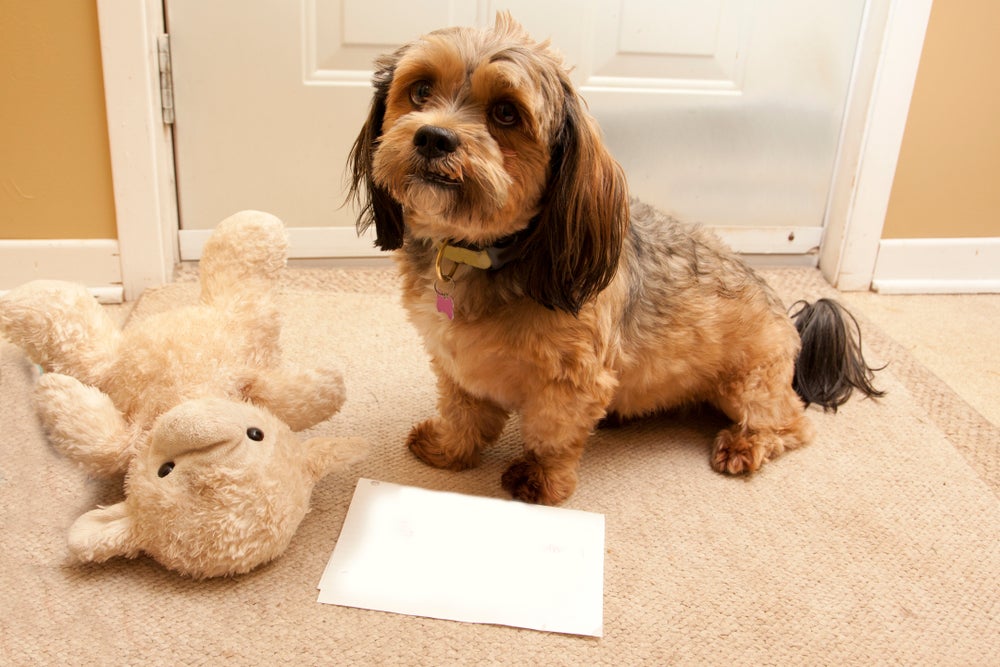 lhasa apso sentado no chão