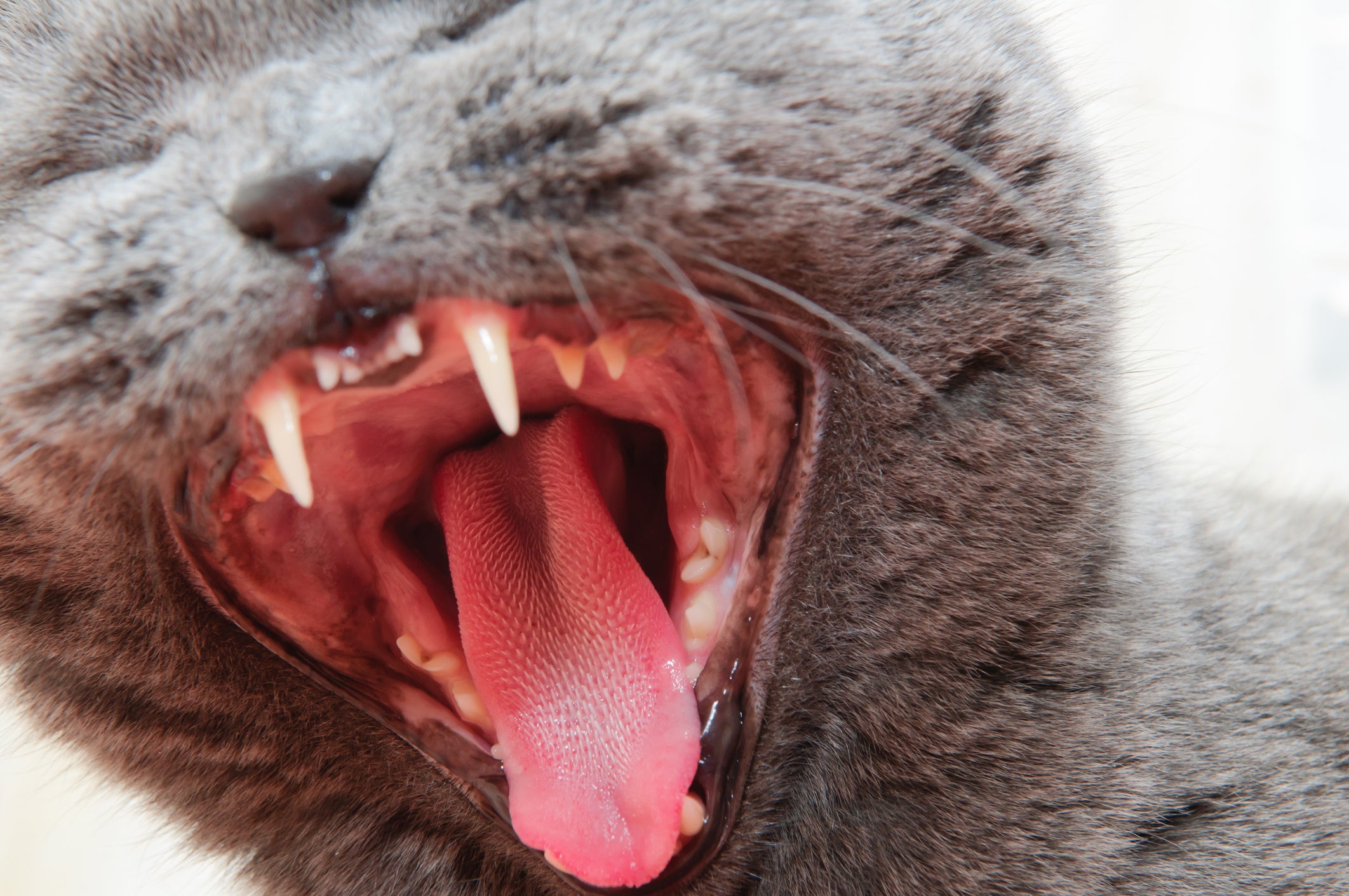 felino com a boca aberta mostrando a língua do gato