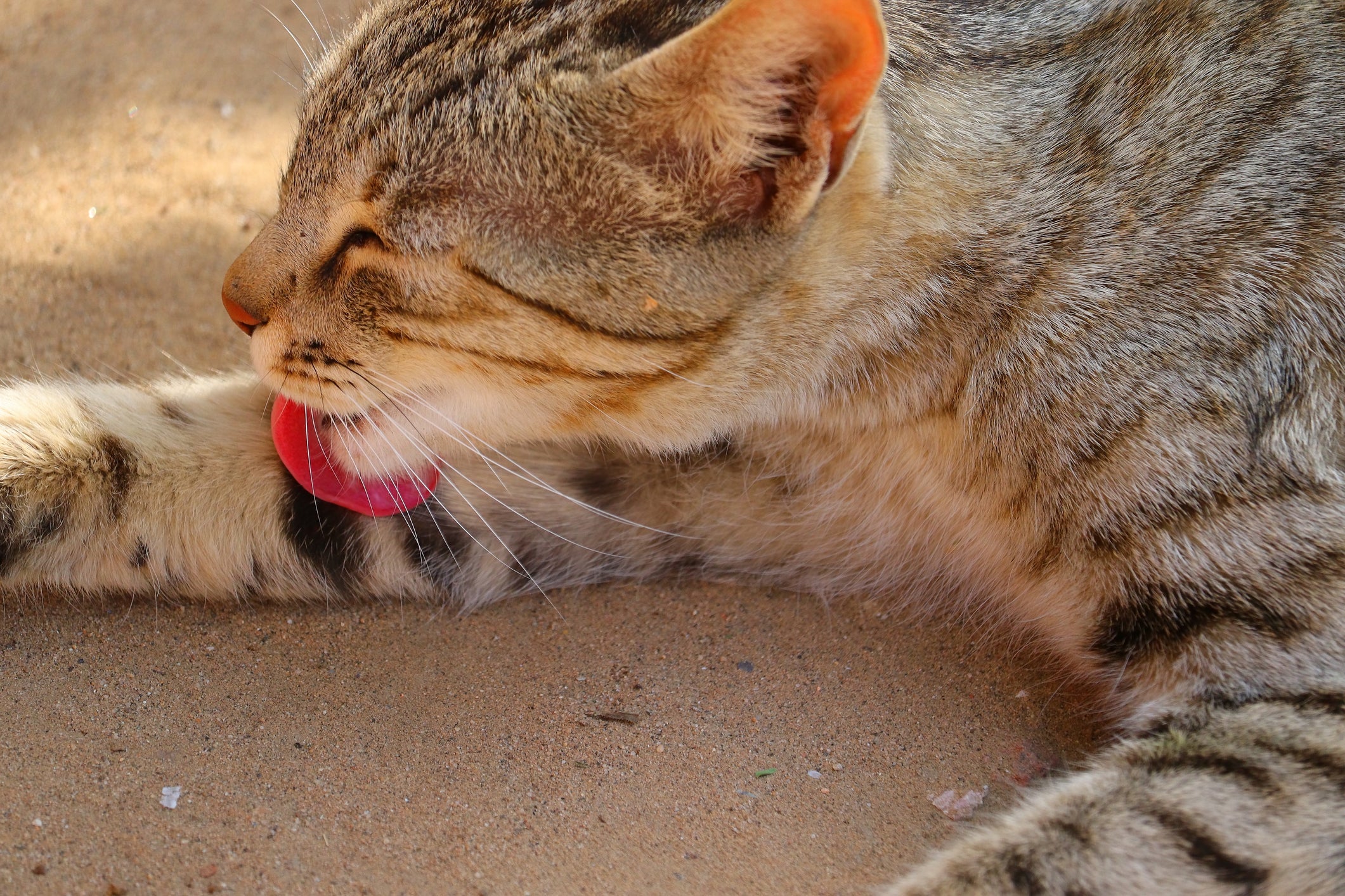 felino usando língua de gato para se lamber