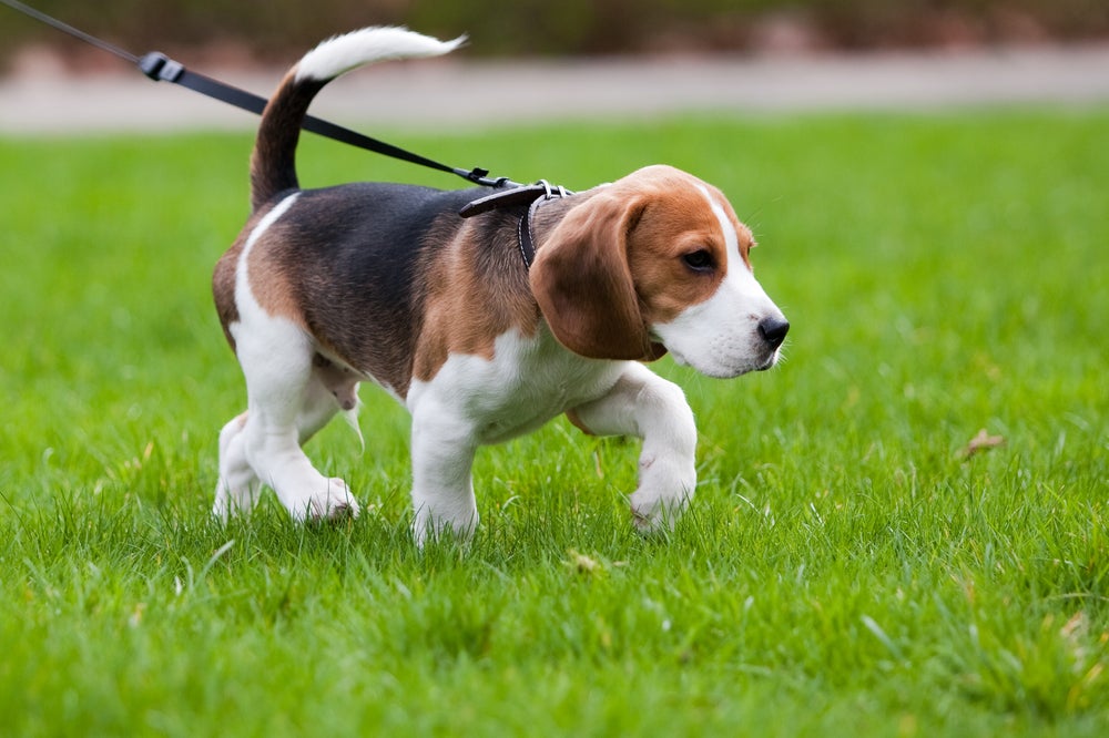 linguagem canina: cão levantando a pata