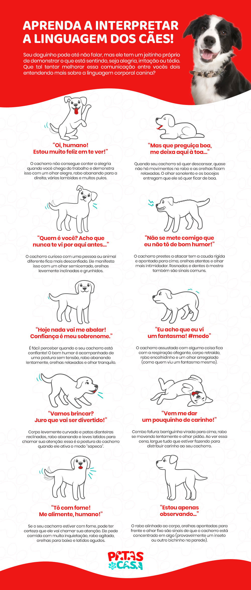 infográfico sobre linguagem canina