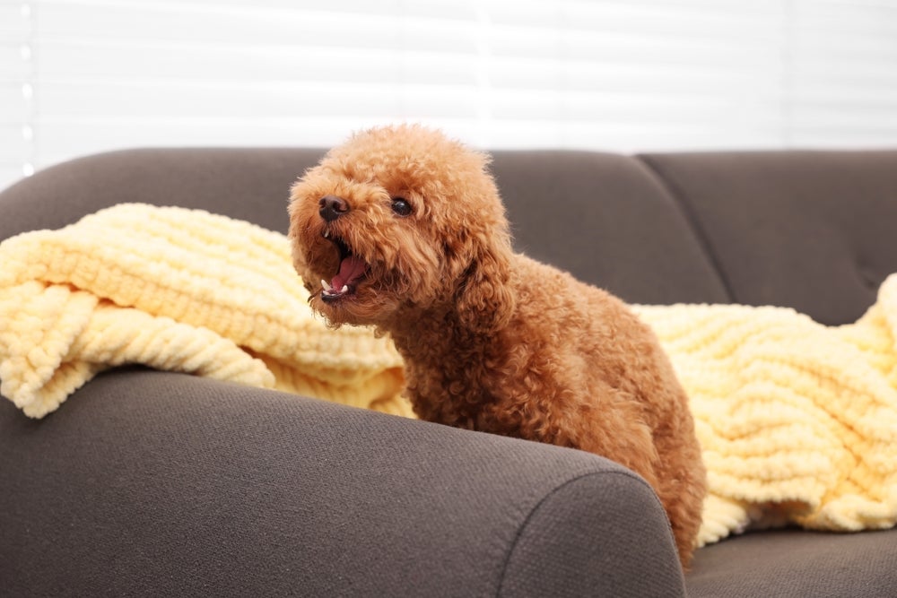 linguagem canina: cachorro latindo no sofá