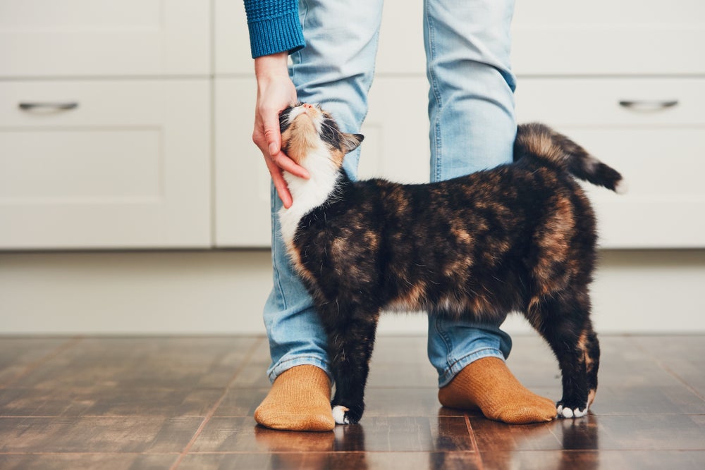 linguagem felina: gato se esfregando na perna do tutor