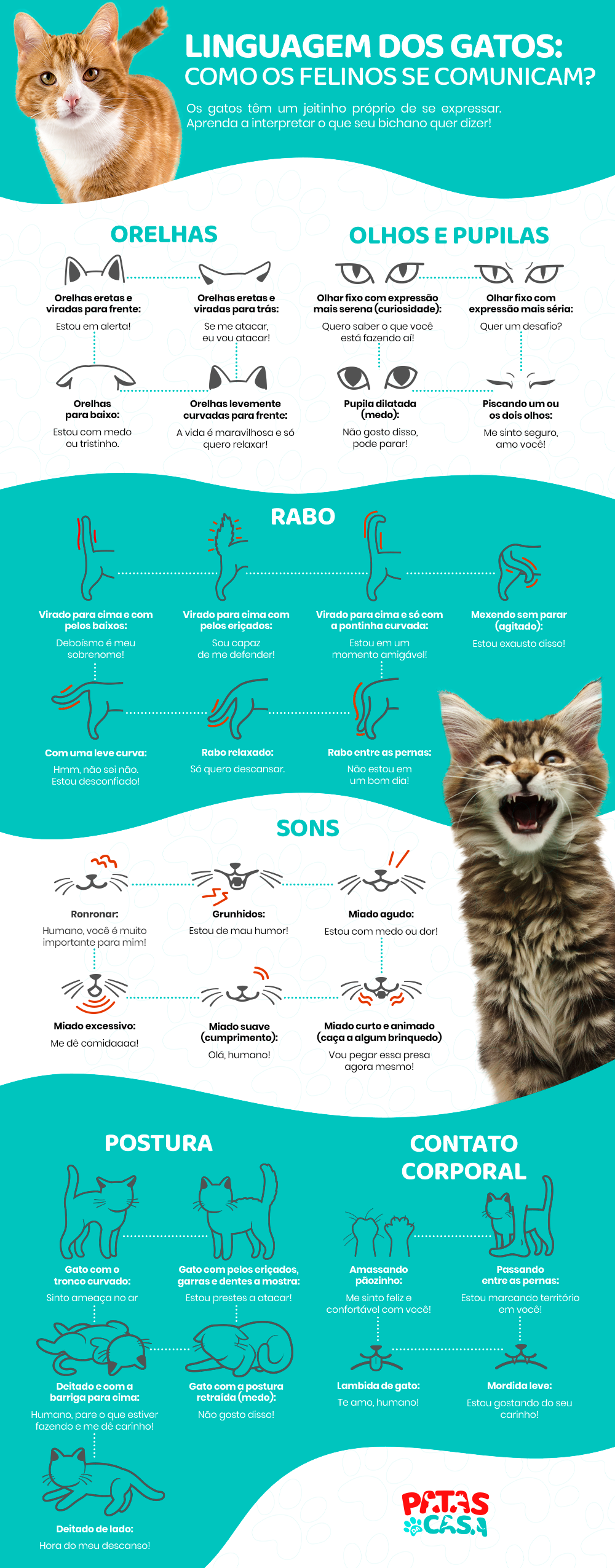 Infográfico detalhando a linguagem dos gatos