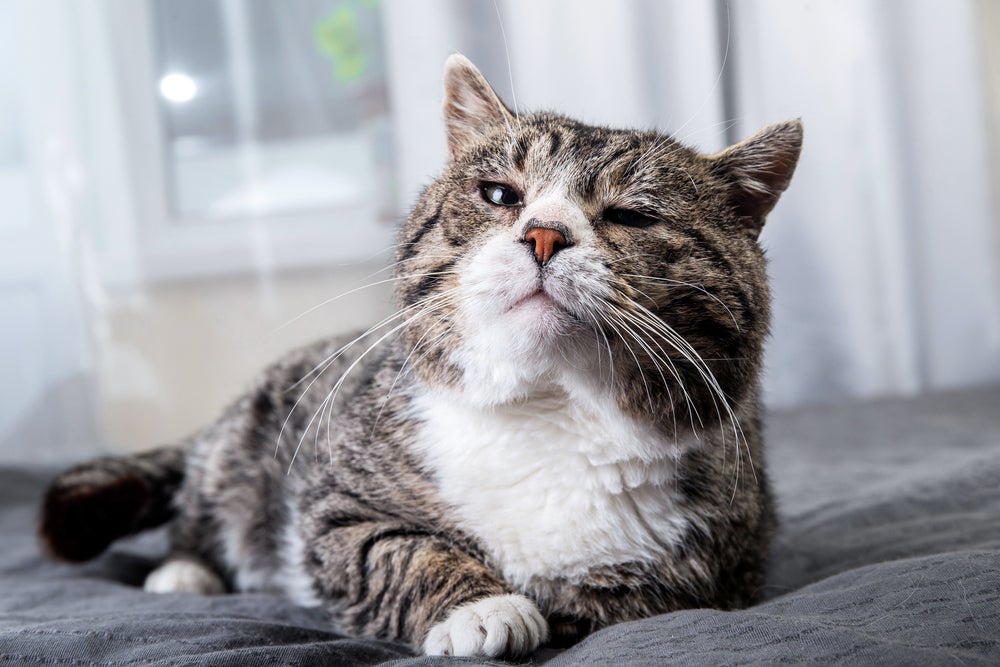 lipidose hepática em gatos: gato cansado 