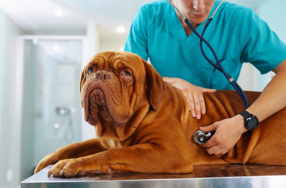 lúpus canino: cachorro sendo examinado no veterinário