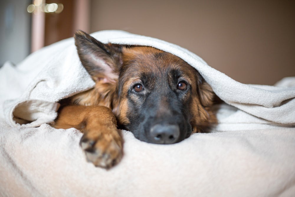 lúpus canino: cachorro enrolado na coberta