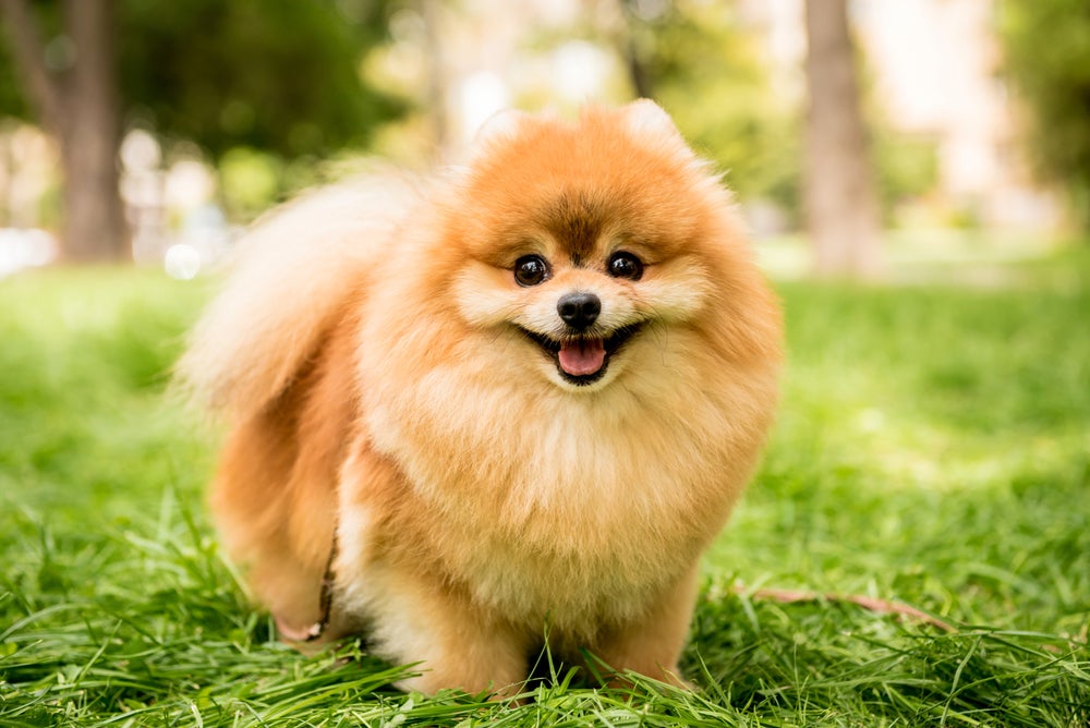 cachorro lulu da pomerânia