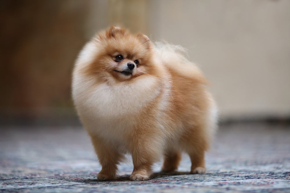 cachorro lulu da pomerânia