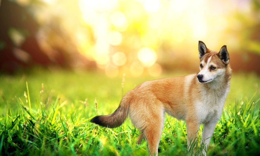 cachorro lundehund norueguês